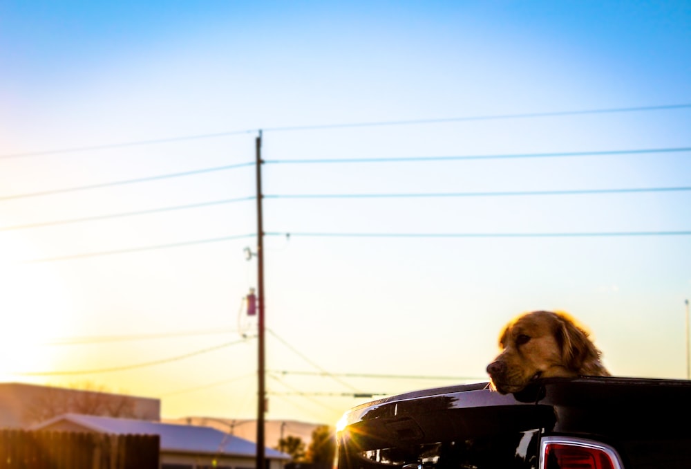 dog on vehicle