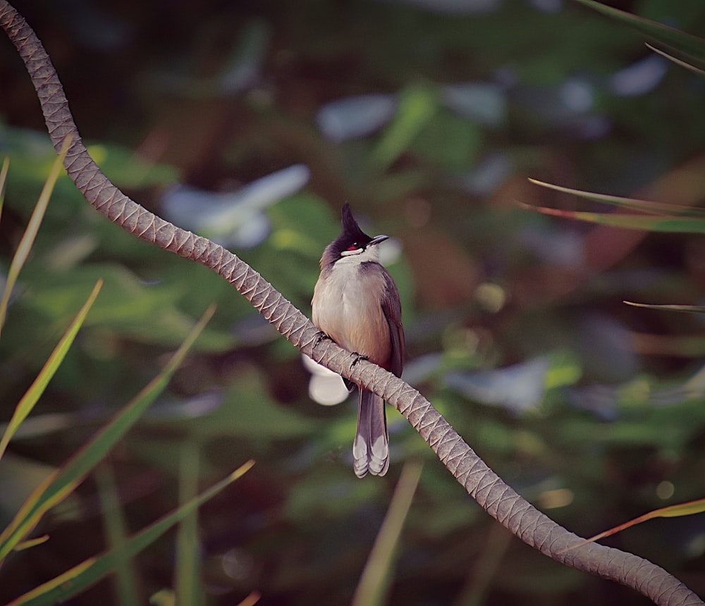 pájaro marrón y gris posado en la rama de un árbol