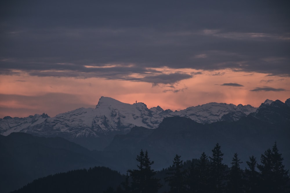 photo of trees near mountains covered with snow