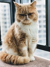 brown and white cat sitting beside of glass window during daytime