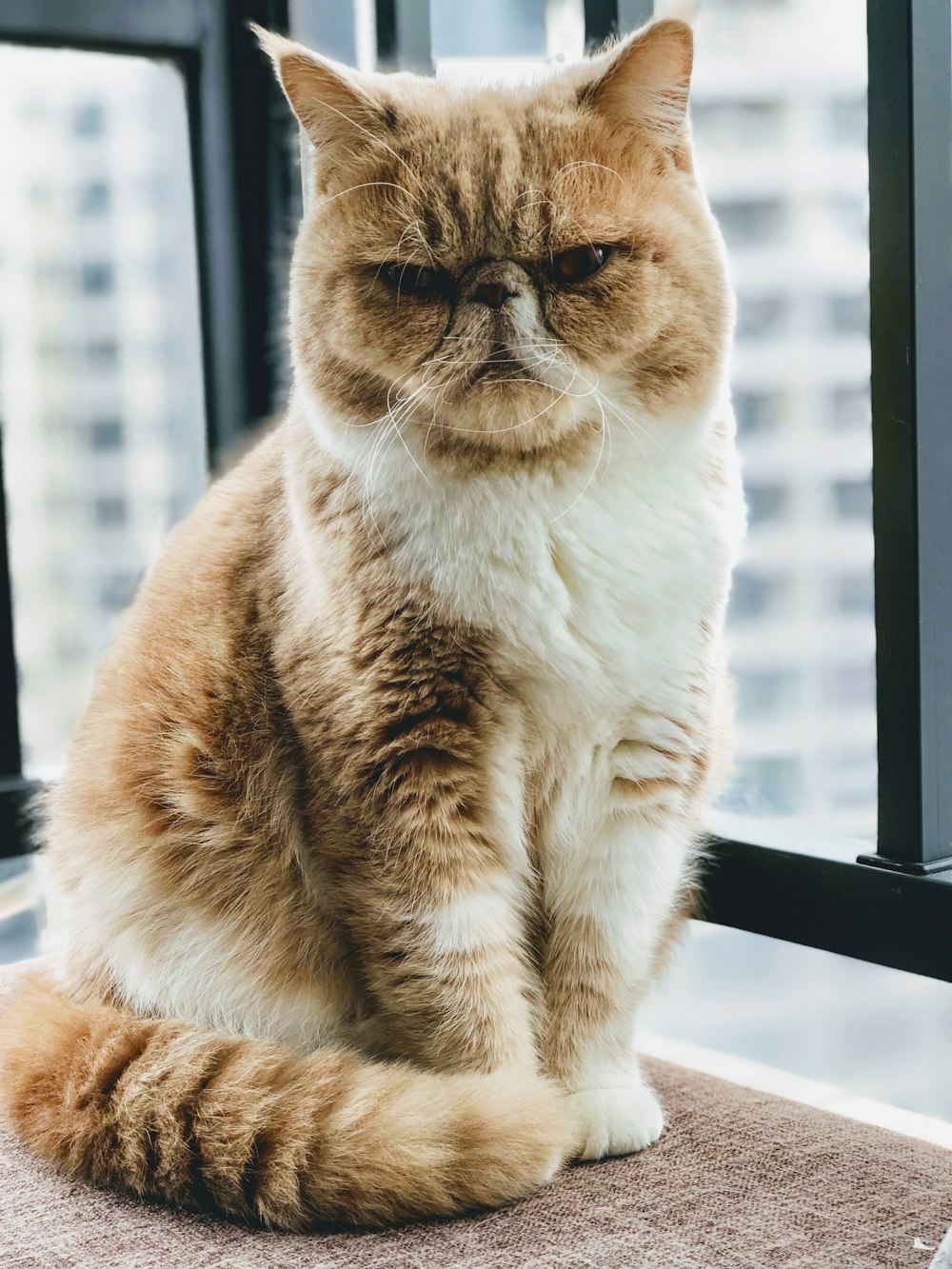 Gato marrom e branco sentado ao lado da janela de vidro durante o dia