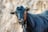 A black goat with tan horns and striking eyes stares directly into the camera. The goat's fur is a rich, dark tone with hints of shine, and the background is a blurred, natural setting creating a contrast that draws attention to the goat.