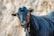 A black goat with tan horns and striking eyes stares directly into the camera. The goat's fur is a rich, dark tone with hints of shine, and the background is a blurred, natural setting creating a contrast that draws attention to the goat.