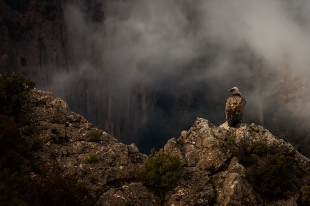 short-beaked brown bird perched on rock formation