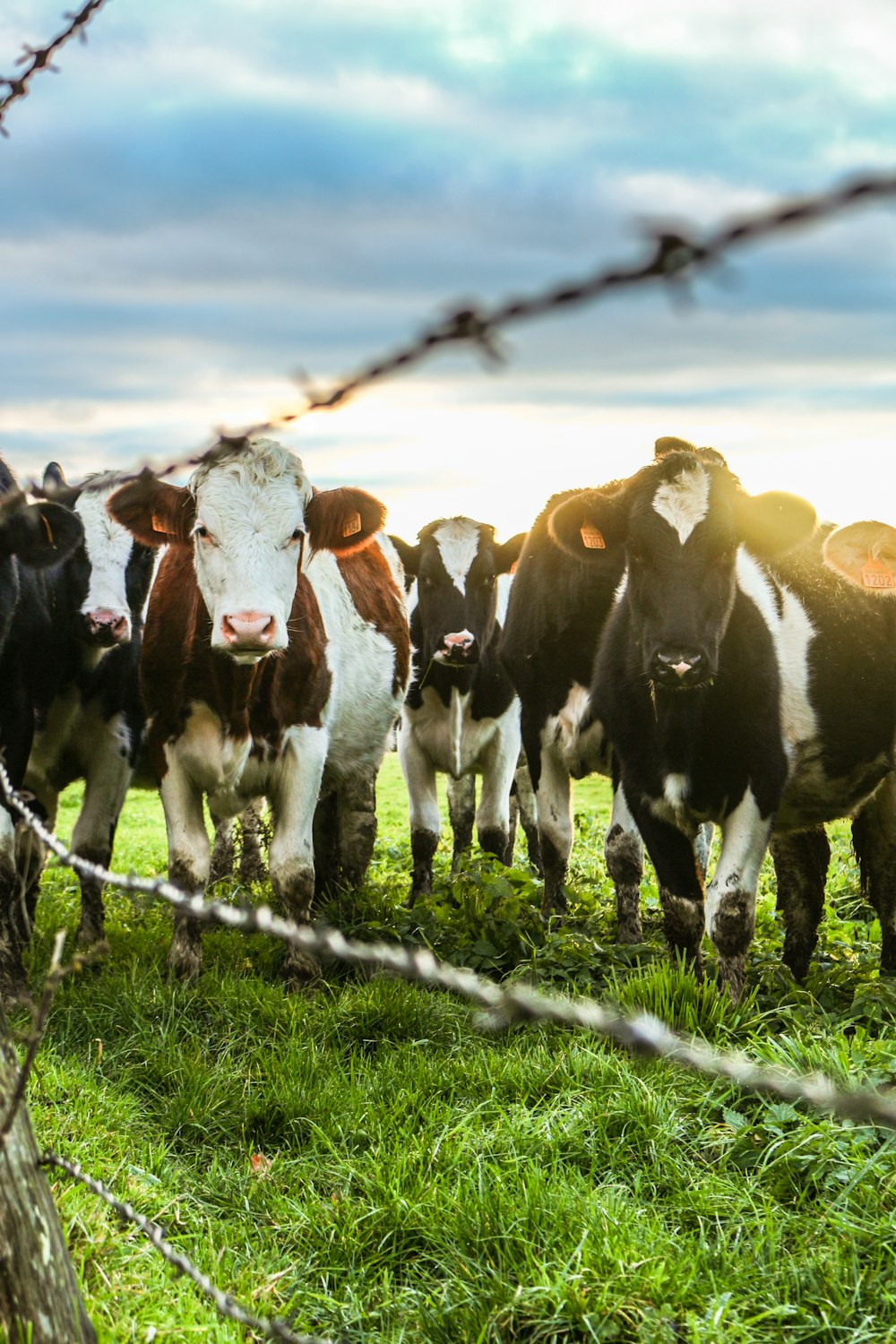 tilt-shift photography of cattle lot