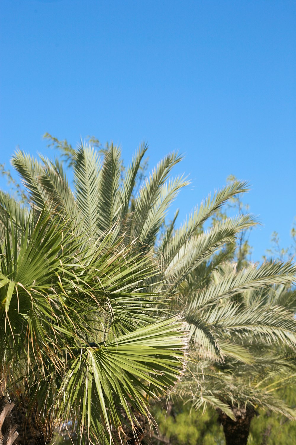 sago palm and fan palm trees