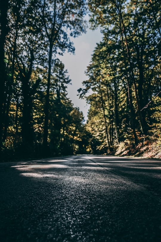 grey concrete road covered with tall trees in Manziana Italy