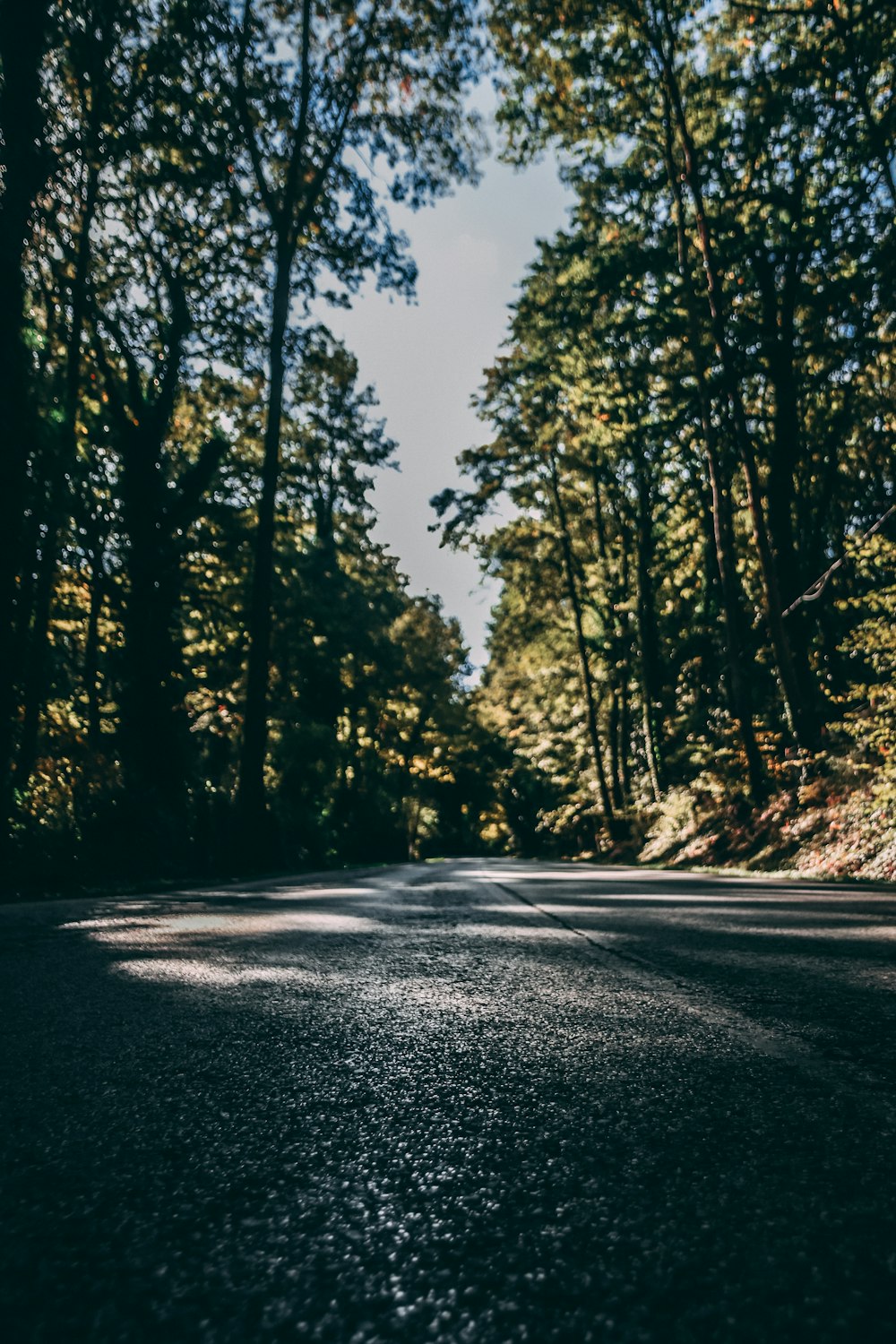 grey concrete road covered with tall trees