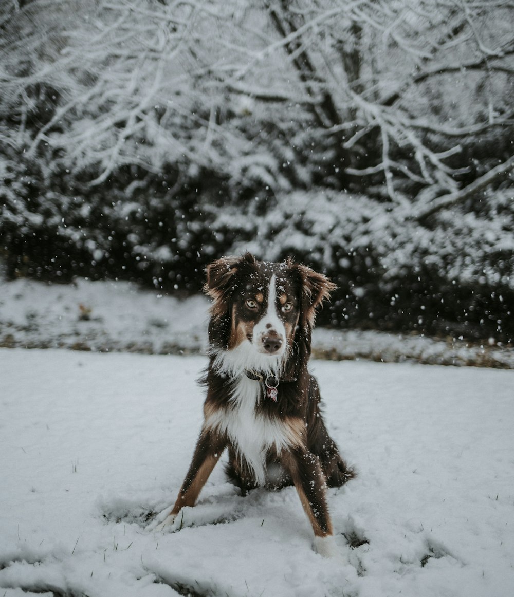 white and tan dog on white snow field