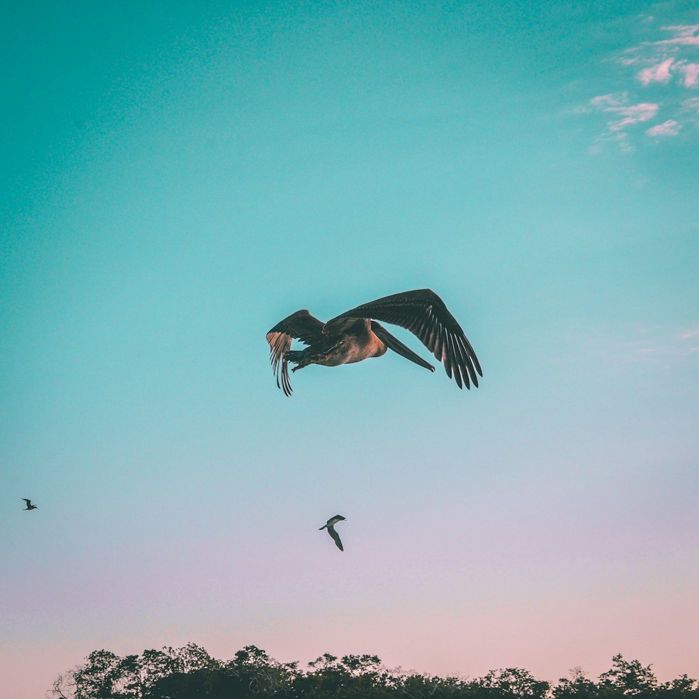 black bird flying under blue sky