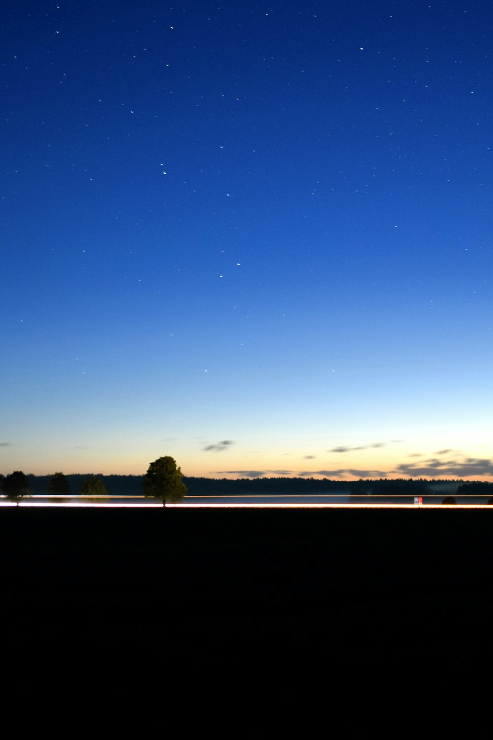 landscape photography of trees