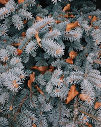 white and brown pine leaf and dried leaf