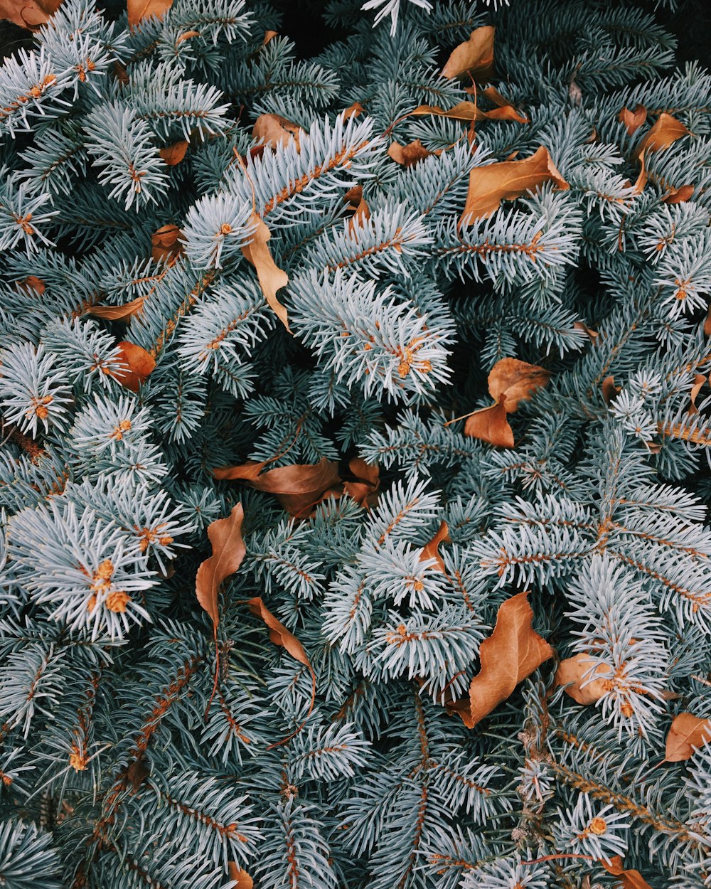 feuille de pin blanche et brune et feuille séchée