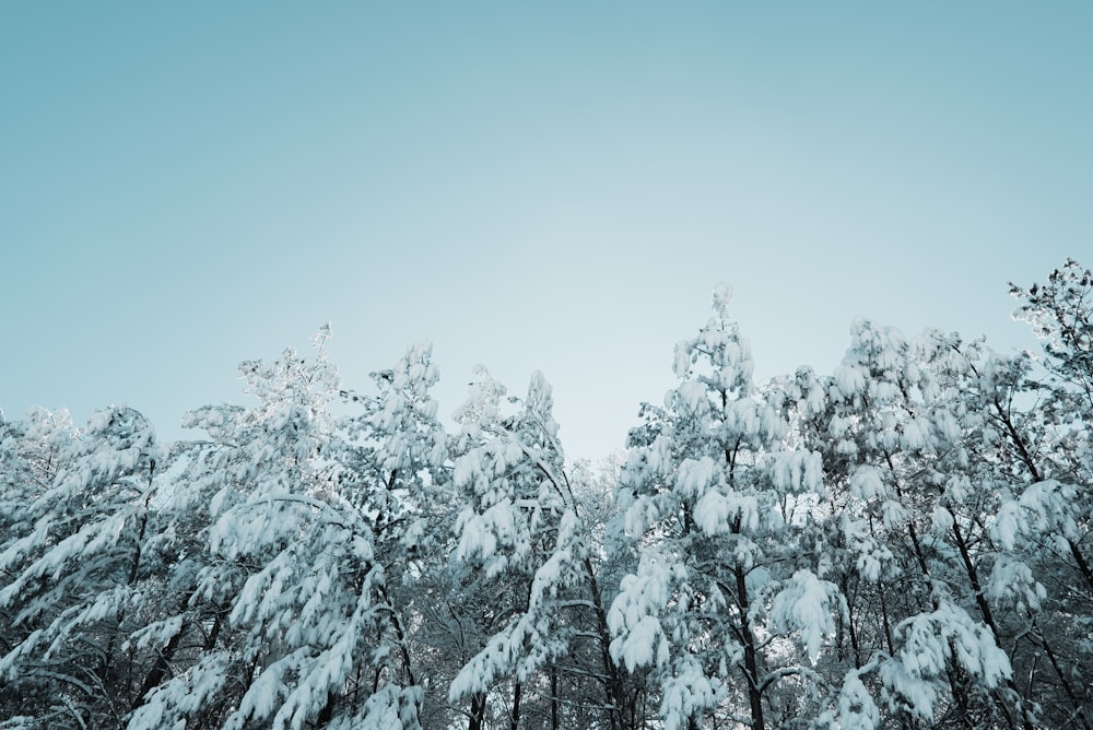 low angle photography of tree with snow