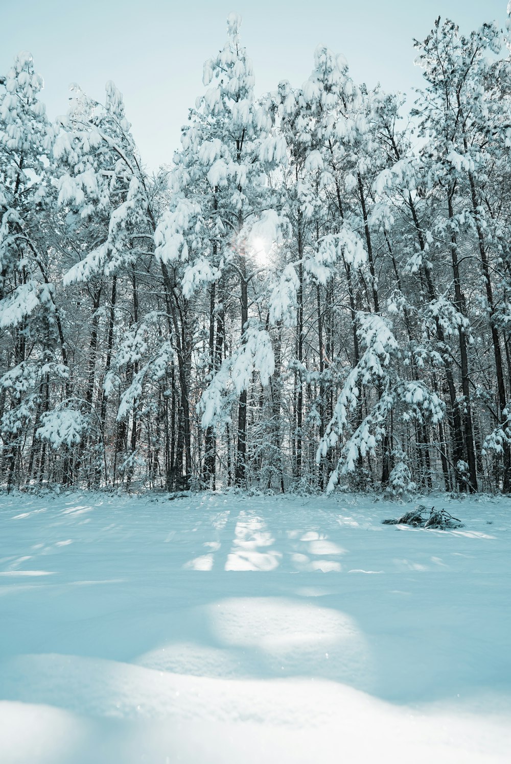 bare trees covered with snow