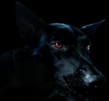A portrait of a black dog captured in low light, highlighting its piercing red eyes and shiny coat. The shadows accentuate the dog's features against the dark background, creating a dramatic and mysterious effect.