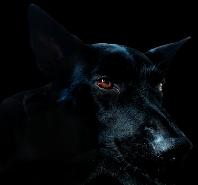 A portrait of a black dog captured in low light, highlighting its piercing red eyes and shiny coat. The shadows accentuate the dog's features against the dark background, creating a dramatic and mysterious effect.
