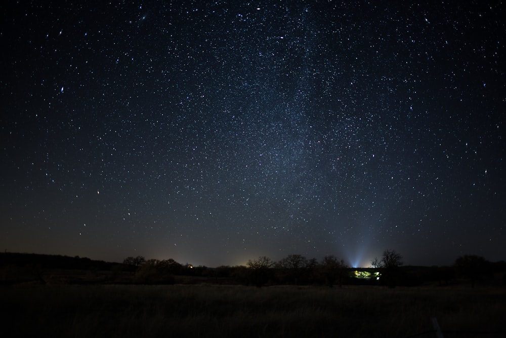 trees under starry sky