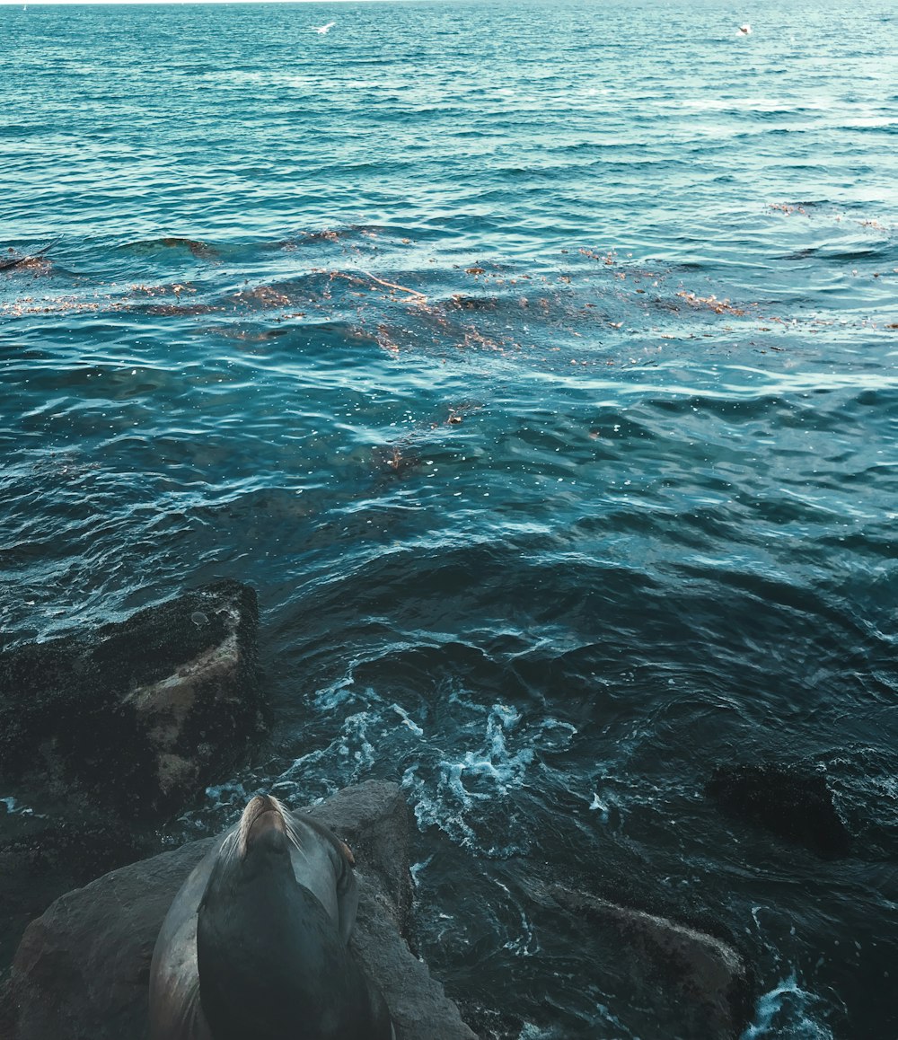 black sea lion resting on rock formation in body of water