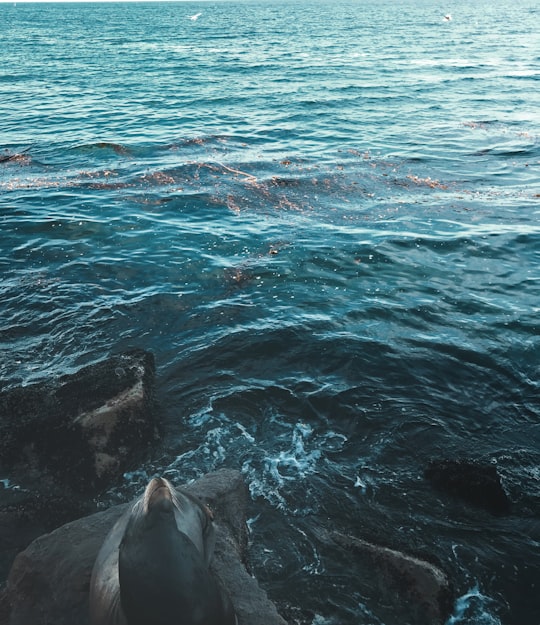 black sea lion resting on rock formation in body of water in Monterey United States