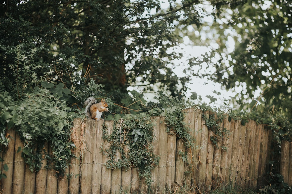 squirrel on wooden fence