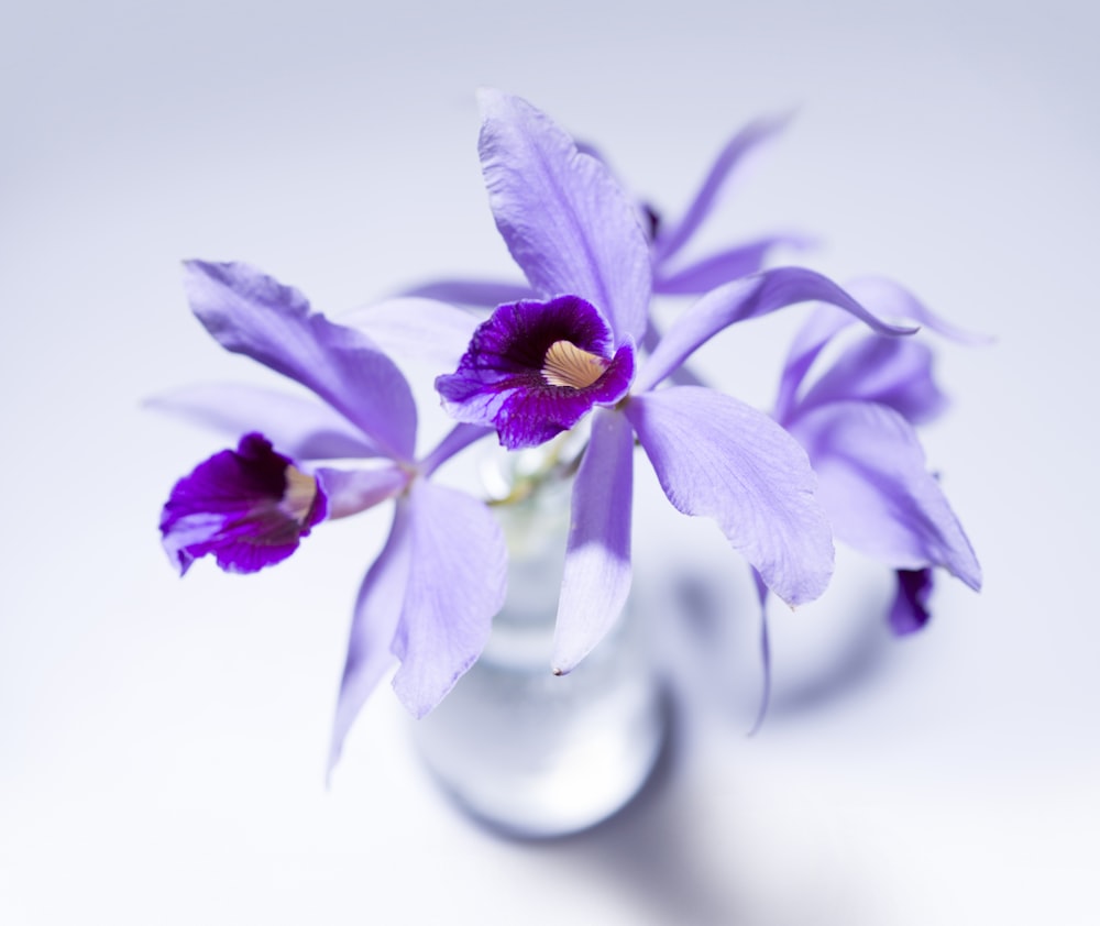 花瓶の紫の花