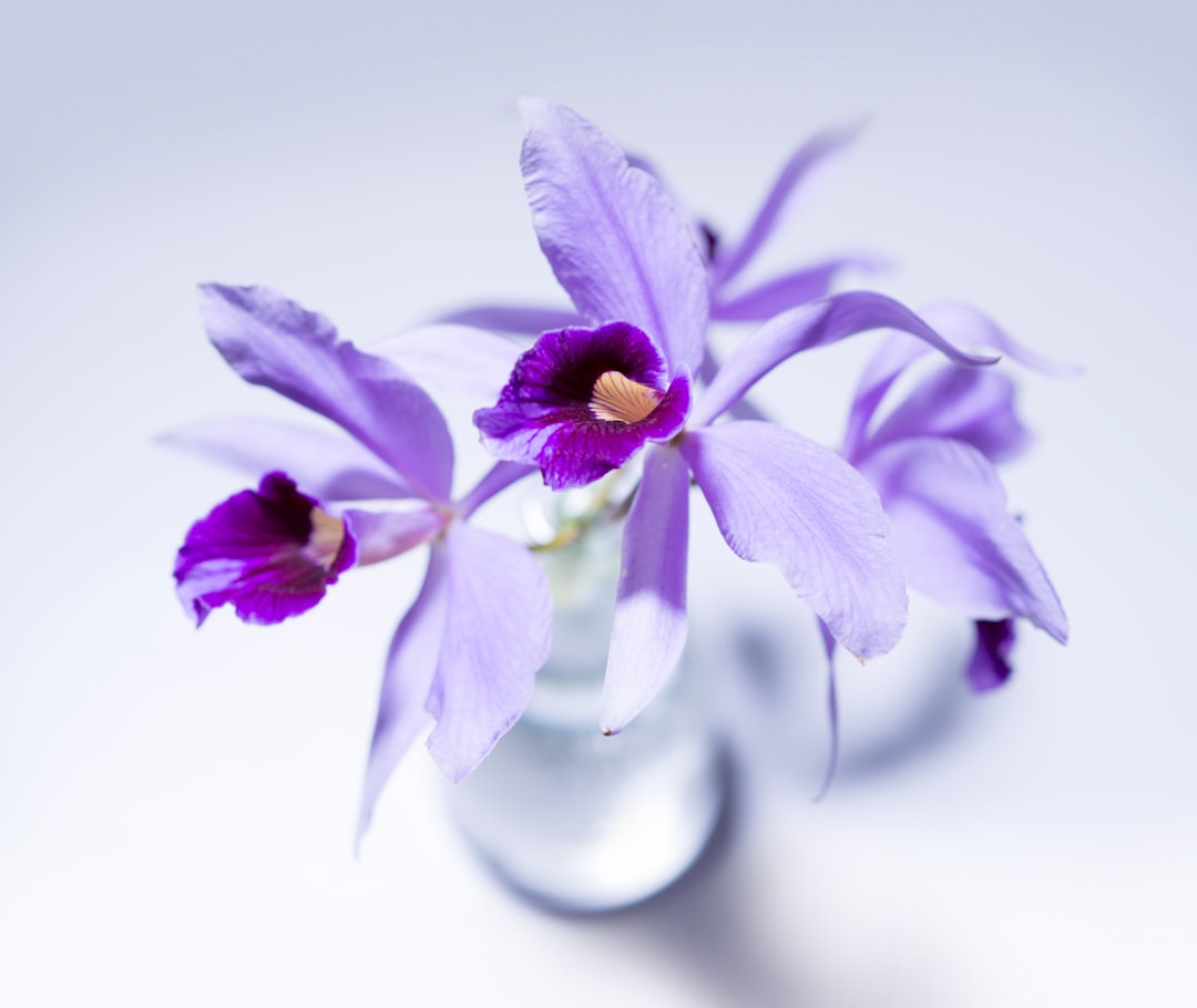  purple flowers in vase flower vase vase