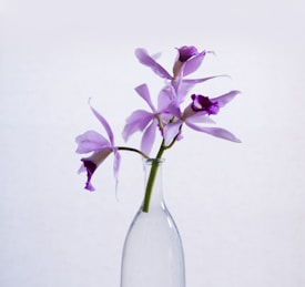 A delicate lilac orchid is elegantly arranged in a clear glass bottle against a soft, neutral background. The petals have a light purple hue with darker accents at their centers, creating a gentle contrast.