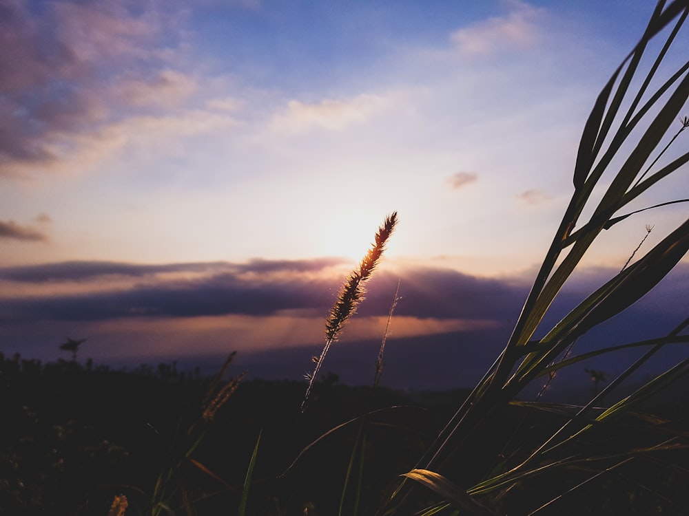 Photographie peu profonde de plantes vertes