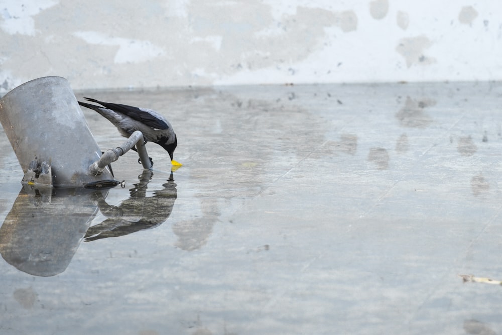 bird drinking on water