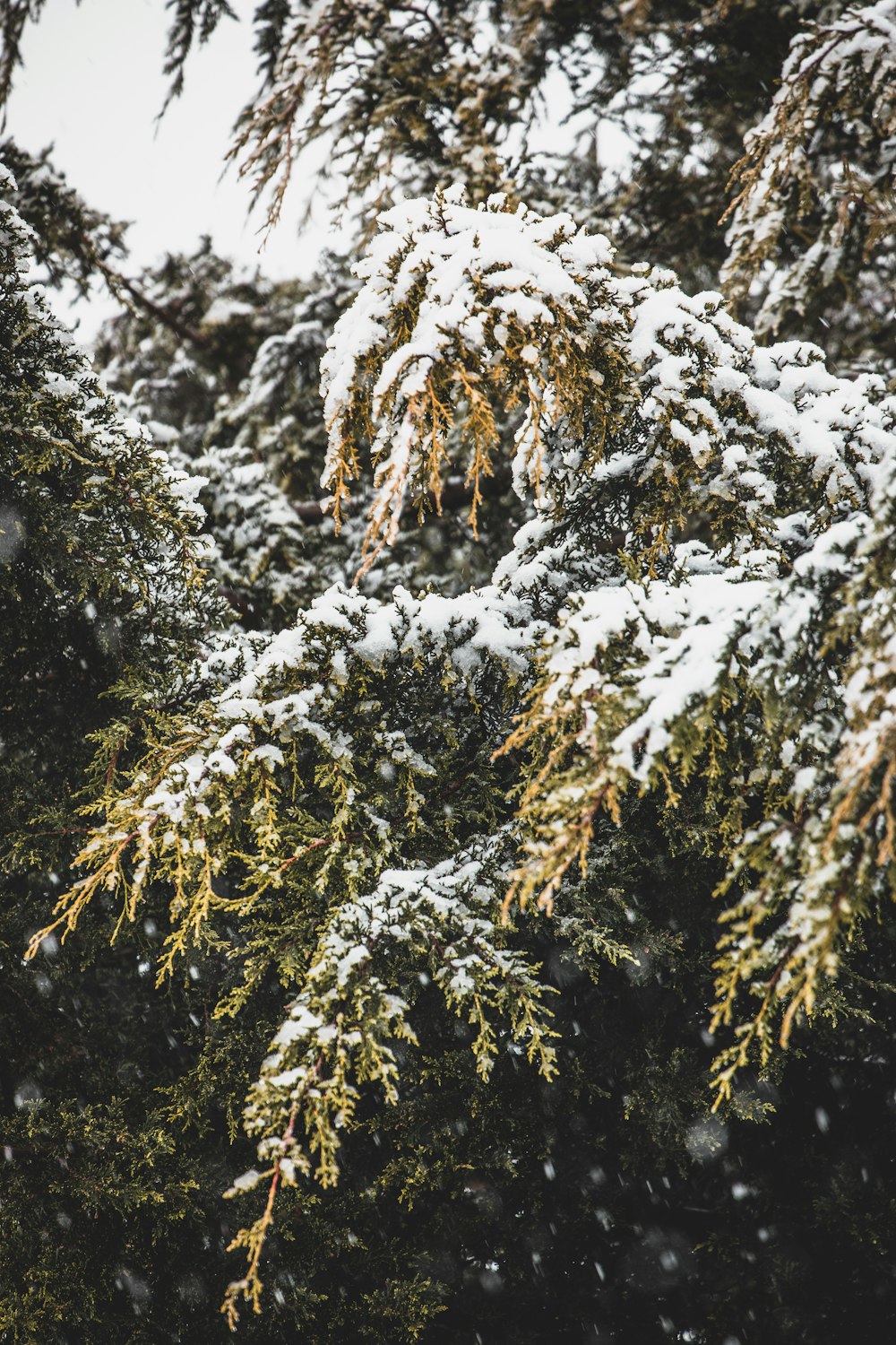 green tree covered in snow