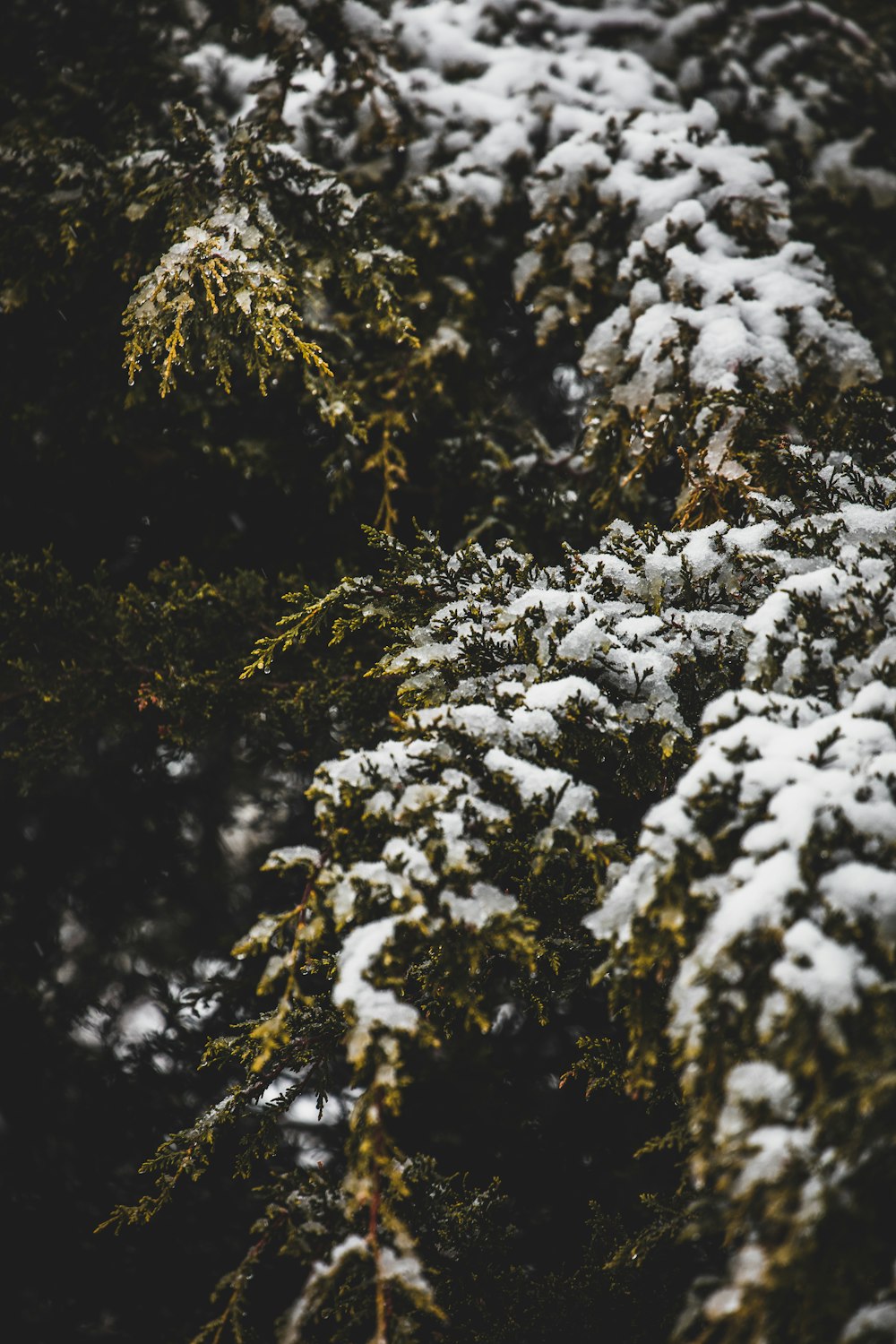 close up photo of pine tree covered with snow