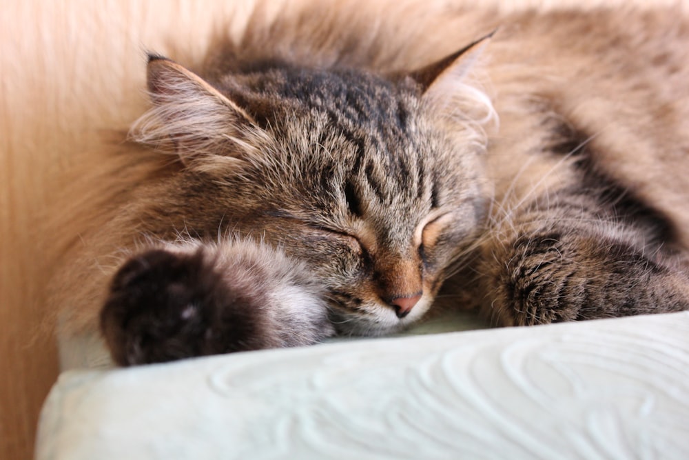 black and brown tabby cat