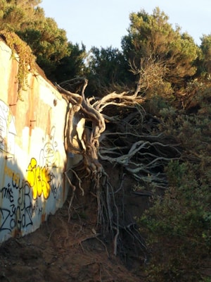 A wall covered with graffiti stands next to a large tree with exposed roots above a dirt slope. The tree's branches and roots appear intertwined with the structure, creating a striking contrast between nature and urban elements. The scene is framed by dense green foliage under warm, gentle sunlight.