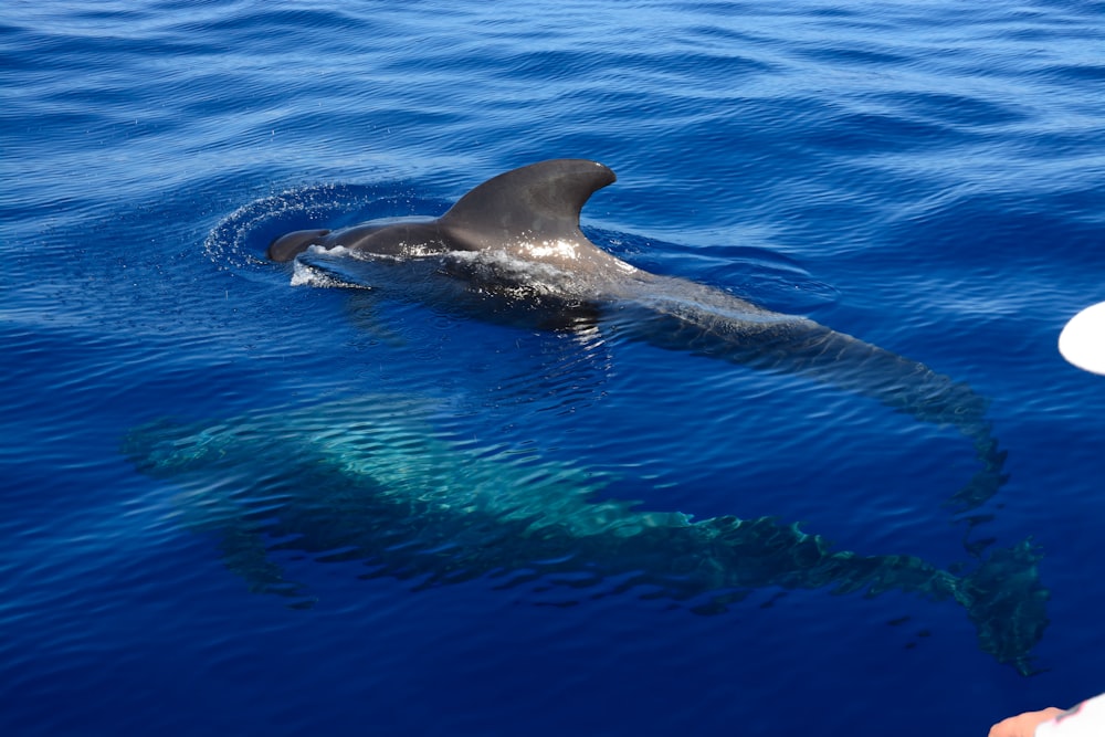 dolphin in body of water