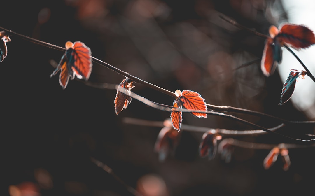 closeup photography of red plant