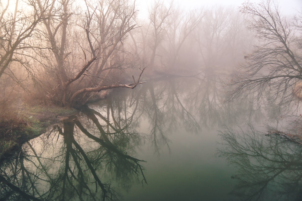 Foto eines Gewässers, das von blattlosen Bäumen umgeben ist