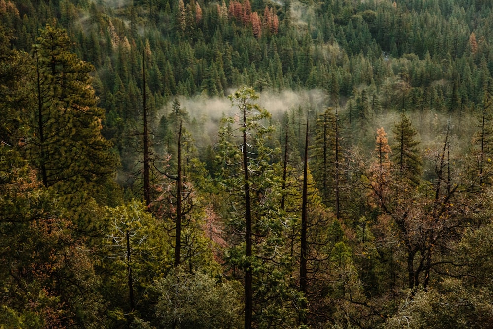 photo of green pine trees