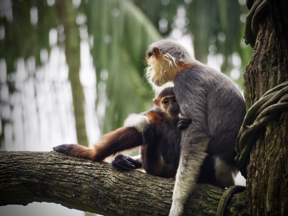 fotografia seletiva de macaco cinzento