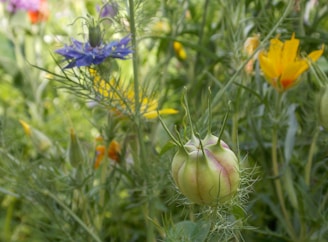 A close-up of a garden scene featuring various wildflowers and plants with intricate leaves and stems. A prominent seed pod with spiky extensions occupies the foreground, surrounded by blue and yellow flowers.