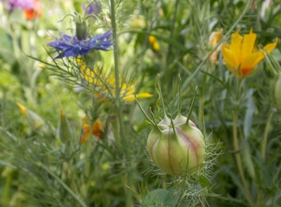 A close-up of a garden scene featuring various wildflowers and plants with intricate leaves and stems. A prominent seed pod with spiky extensions occupies the foreground, surrounded by blue and yellow flowers.