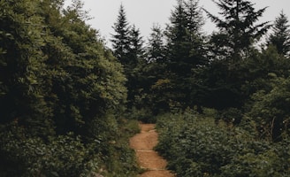 photo showing trail road toward the forest