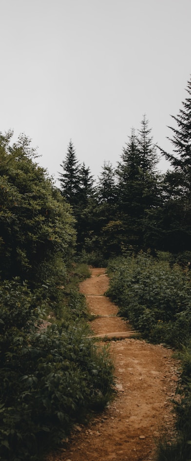 photo showing trail road toward the forest