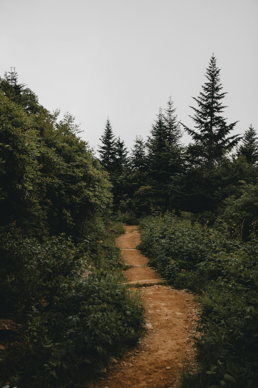 photo showing trail road toward the forest