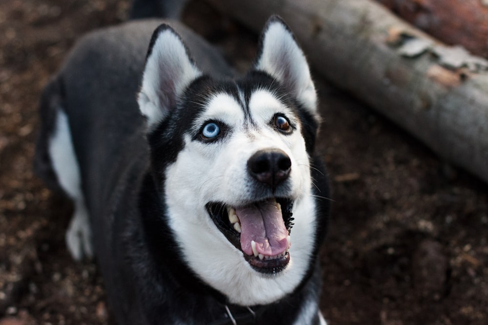 husky siberiano adulto blanco y negro de pie cerca de una tabla de madera marrón