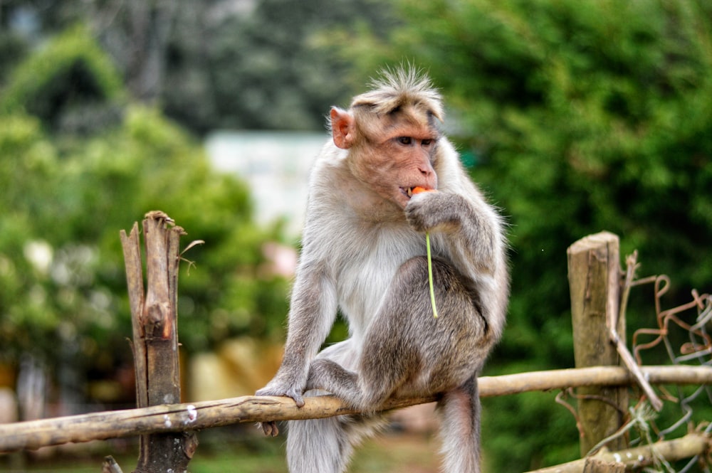 white monkey eating fruit while on brown bamboo fence