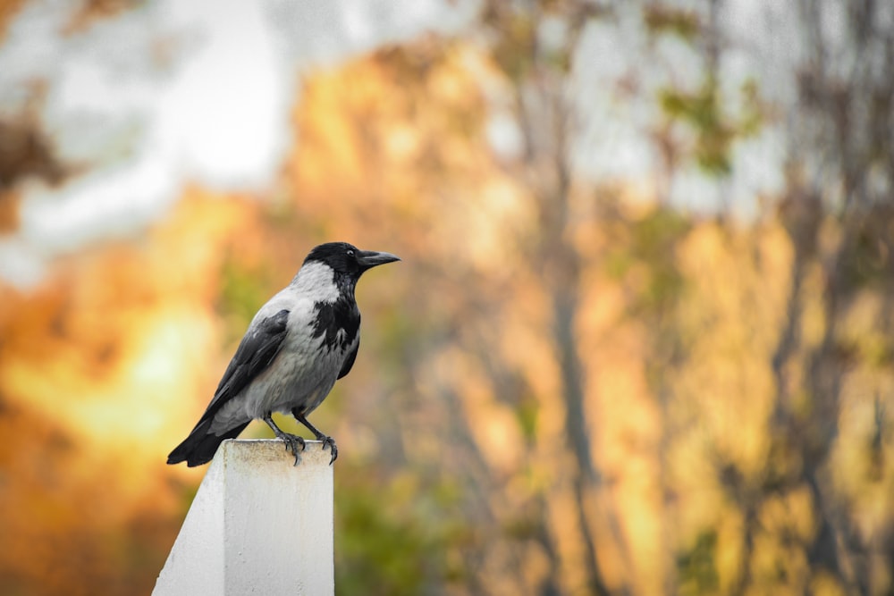 fotografia di uccello grigio e nero durante il giorno