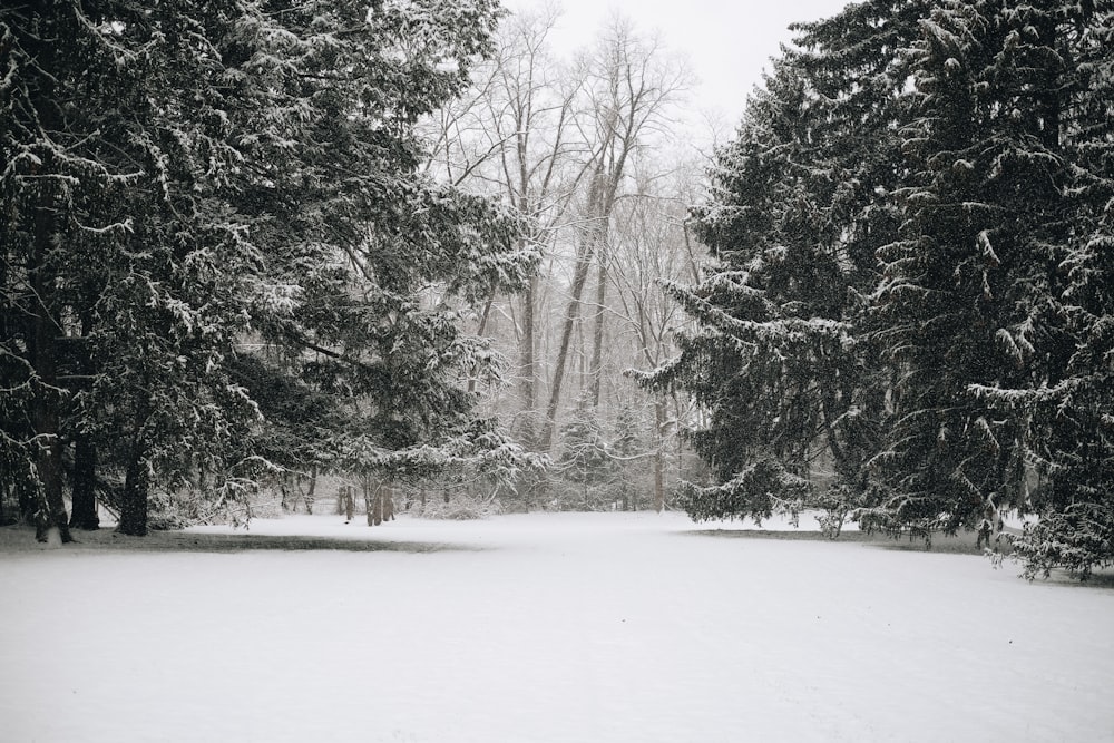 trees and field covered in snow