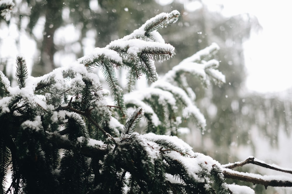 snow covering pine tree