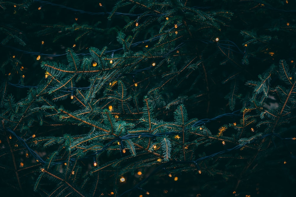 Free Simple Dark Photo Christmas Desktop Wallpaper